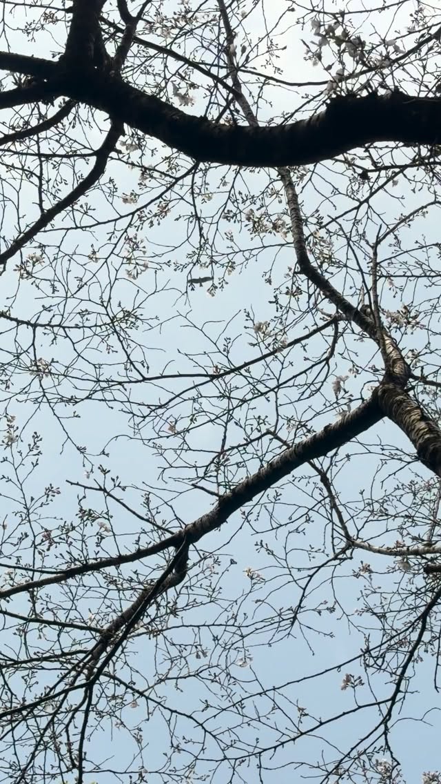 空を見上げるだけで、少し前向きになれることがあります。

空は、同じ表情を二度と見せない存在。
一瞬一瞬が、唯一の景色です。

人生の途中では、
さまざまな事情により、新たな一歩を踏み出すことさえ難しい時期もあるものです。

それでも空は、いつでも変わらず、誰に対しても開かれ、広がり続けています。

そんなときこそ、ほんの少し立ち止まって、深呼吸をして空を見上げてみてください。

張り詰めていた呼吸が、少しずつ穏やかに整っていくのを感じられるかもしれません。

今、生きているという実感を、静かに味わいながら。

今日も、どうぞご機嫌麗しく。