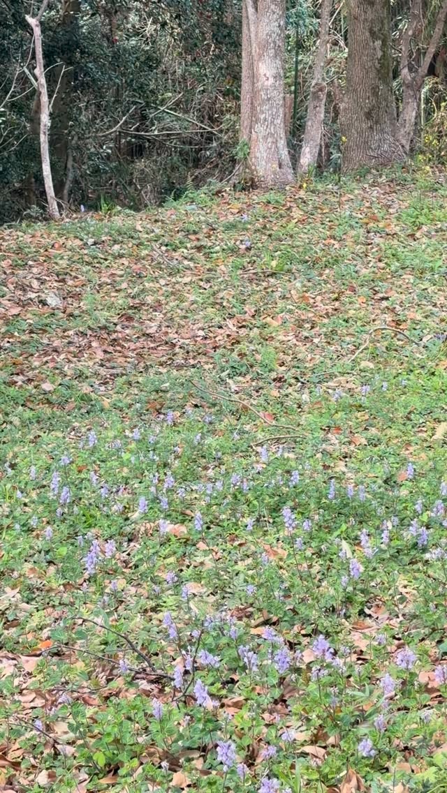 大地蠢くとはよく言ったもので、鳥の囀りに耳を研ぎ澄まして心を寄り添うと秩序の調った自然の営みに胸が高鳴りますね。

感情の垢を洗い落としてくれます。

健やかに心喜ぶ、身体喜ぶ
ですね。

木々は、散り際を迷わない。
やがて静かに土にかえる。
語らずして囀ずるこの季節の瞬間が私にとって最大の宝物です。

宝に出合っていても気づかぬ愚かさを発見してもこれまた幸せなり。

動画内の音は加工もないそのままの自然の音です。
ぜひ音に耳を傾けてくださいね。